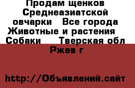 Продам щенков Среднеазиатской овчарки - Все города Животные и растения » Собаки   . Тверская обл.,Ржев г.